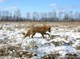 Зона відчуження: Вчені розповіли про стан природи в Чорнобилі (фото)