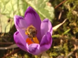 Неймовірна краса: В Українських Карпатах зацвіла рідкісна квітка (відео)