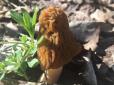 На Вінниччині збирають рідкісні весняні гриби