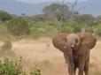 Не ходи, мисливцю, в Африку гуляти: Стрілець в Зімбабве наївно думав, що слон - жертва