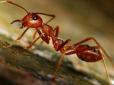 У Японії зафіксовано випадок укусу людини смертельно небезпечною мурахою