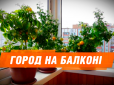 Невеличкий город на підвіконні: Експерти розповіли, як виростити вдома щось їстівне (інфографіка)