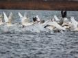 До національного парку на Одещині на зимівлю злетілися червонокнижні птахи (фото, відео)