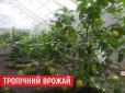 Ентузіаст у Чернівцях виростив унікальний тропічний сад з екзотичними фруктами (відео)