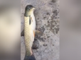 Не для нервових: Китаєць виловив рибу-мутанта з головою голуба (відео)