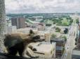 Пухнастий паркурщик: У США єнот виліз по стіні на дах 23-поверхової будівлі