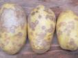 Обережно! Картопля в Україні хвора небезпечною недугою