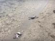 Нова екокатастрофа? У Криму зафіксували масову загибель птахів (фотофакт)