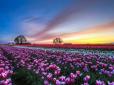 Усе заради туристів: На Буковині висадили тюльпанові поля