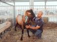 Унікальна ферма, де розводять кіз альпійської породи, працює в Україні (фото)