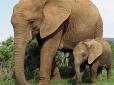 Пронизливі кадри: Стадо слонів влаштувало 