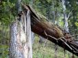 У Харкові збільшилася кількість загиблих через падіння дерева на базі відпочинку