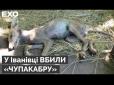 На Полтавщині стверджують, що вбили чупакабру (відео)