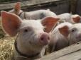 М'ясо дорожчатиме: В Україні масово нищать хрюшок через свиний грип
