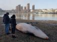 На березі Темзи посеред Лондона виявили мертвого кита (фотофакт)