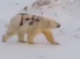 Живодерські скрепи: У Росії познущалися з полярного ведмедя, розмалювавши його хутро фарбою (відео)