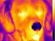 Ось чому він завжди холодний: У собак виявили в носі справжній тепловізор