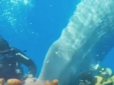 Зворушливі кадри: В Італії берегова охорона більше години різала рибальські сіті, щоб врятувати кита (відео)
