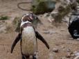 Як діти: У британському зоопарку пінгвінів розважають мильними бульбашками (відео)