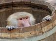 Жорик і компанія: Мавпи, що втекли із зоопарку, влаштували переполох в Одесі (відео)