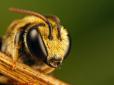 Хіти тижня. Бешкетують і знищують вулики: Волинь атакують агресивні п'яні бджоли (відео)