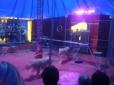 Кривава драма у Новосибірську: Леви напали на дресирувальника під час циркової вистави (відео)