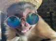 Відома в мережі TikTok мавпочка, у якої було 17 млн ​​підписників, померла після відвідування лікаря