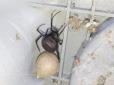 Глобальне потепління сприяє експансії небезпечних прибульців з півдня: Під Одесою виявили найбільш отруйного в світі павука (фотофакти)