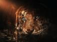 Чорний Тигр несе великі випробування для цих знаків Зодіаку: Глоба назвав невдах 2022 року