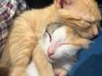 Хіти тижня. Зворушлива історія Кориці і Кардамона: Як маленькі кошенята об'єдналися, щоб вижити (фото, відео)