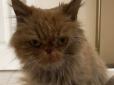 Українська Grumpy Cat: Кішка з Бородянки знайшла нового хазяїна та отримала нове ім'я (фото)