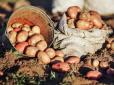 Городникам на замітку: Перестаньте вносити золу при посадці картоплі - прості та суперефективні прийоми вирощування коренеплоду (відео)