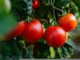 Додайте це при пересадці розсади у відкритий ґрунт - і вдячні томати завалять вас фантастичним урожаєм (відео)
