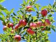 Щоб яблуні ломилися від урожаю, підгодуйте їх цим засобом раз на п'ять років (відео)
