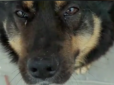 Ще один Хатіко: У Бородянці собака чекає на своїх господарів уже два місяці (фото, відео)