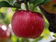 Вирощуємо здоровий сад: На що можуть хворіти яблуні та як їх лікувати