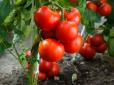 Городникам на замітку: Ніколи не прибирайте цей пасинок у томатів - помідори будуть великими та смачними (відео)