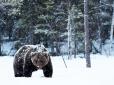 Нелюди жорстокі до усього живого: У Росії підірвали ведмедя заради... розваги (відео)