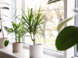 Ідеальний вибір! ТОП-9 кімнатних рослин, що очищають повітря від пилу, тютюнового диму і токсинів
