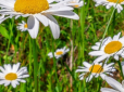 Чим корисний ромашковий чай і чим шкідливий - несподівані відомості про напій здивують
