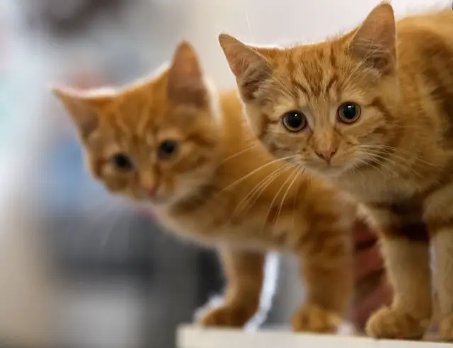Краще не ризукуйте! Чим точно не варто годувати котів