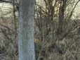 Під силу тільки людям зі сталевим зором: Чи зможеш ти знайти оленя у лісі за 15 секунд?