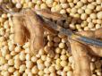 Соя - продукт, якого бояться дарма: Чому її варто додати до раціону