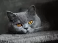 Чи бачать коти привидів? Відповідь відомої ясновидиці здивувала всіх