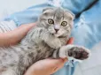 Чи потіють коти? Власники часто не помічають важливого сигналу