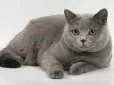 ТОП-5 найпоширеніших помилок у годуванні котів - їх роблять навіть досвідчені власники