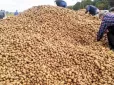 Люди безкоштовно забирали картоплю мішками й навіть причепами: Польський фермер став жертвою жорстокого розіграшу (фото)