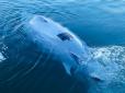 Greyshark здатен тижнями перебувати в автономному плаванні: Німеччина створила підводні дрони-