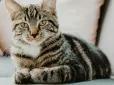 Чому коти не доїдають свою їжу до кінця? Вчені розкрили секрет