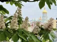КМДА намагається врятувати київські каштани від вимирання, що розповідають фахівці